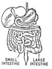 Intestinal Damage and Gluten