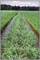 Gluten-Free and Carolina Rice Plantation